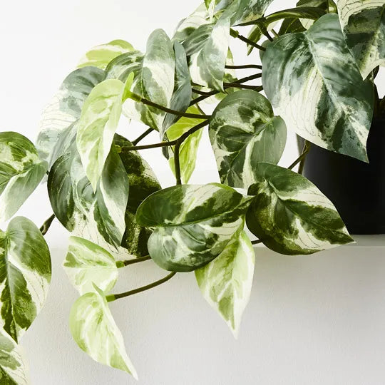 Pothos Hanging Bush in Pot Variegated 48cm Pack of 4