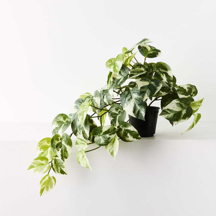 Pothos Hanging Bush in Pot Variegated 48cm Pack of 4