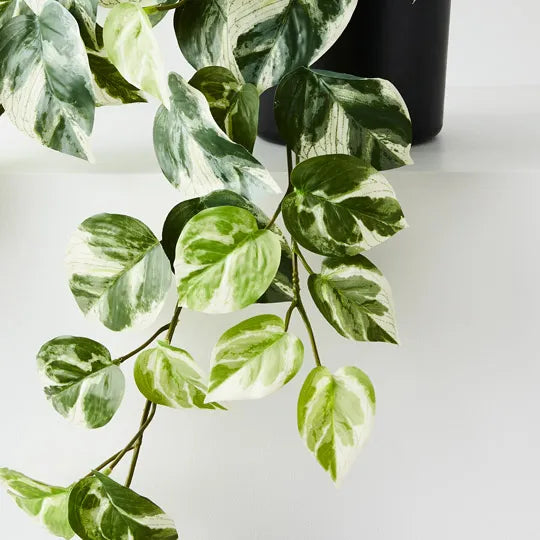 Pothos Hanging Bush in Pot Variegated 66cm Pack of 4