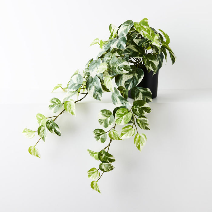 Pothos Hanging Bush in Pot Variegated 66cm Pack of 4