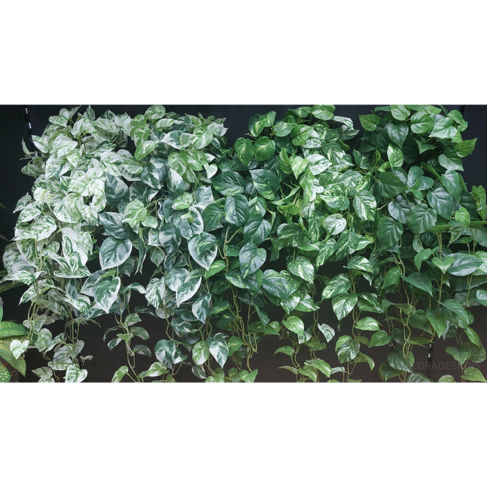 Pothos Hanging Bush Variegated 91cm - Pack of 4