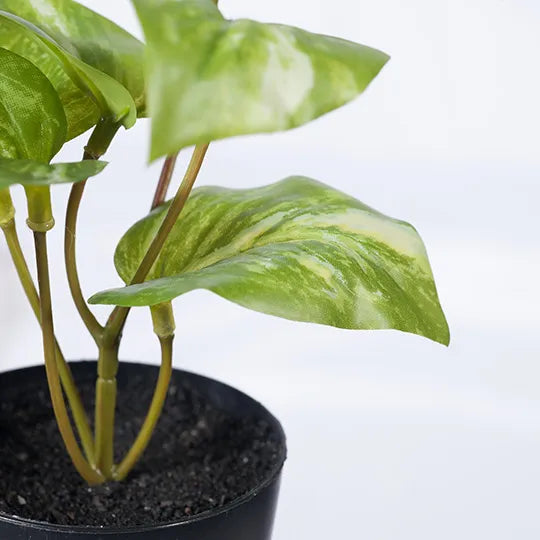 Pothos Marble in Pot Variegated 15cm Pack of 12