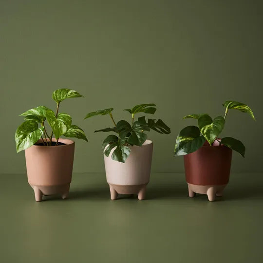 Pothos Marble in Pot Variegated 15cm Pack of 12
