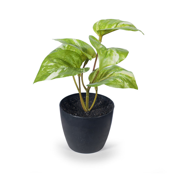 Pothos Marble in Pot Variegated 15cm Pack of 12