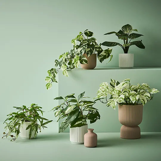 Pothos in Pot Green White 30cm Pack of 4