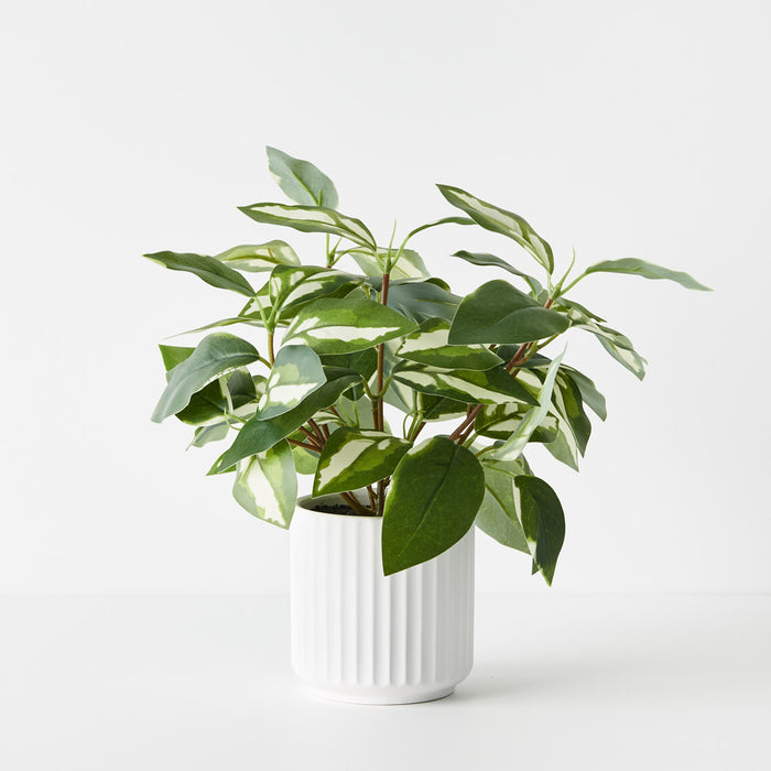 Pothos in Pot Green White 30cm Pack of 4