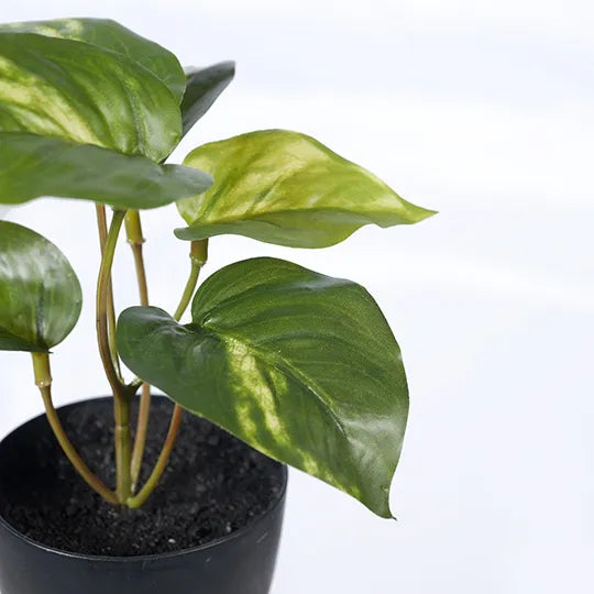 Pothos in Pot Variegated 15cm Pack of 12