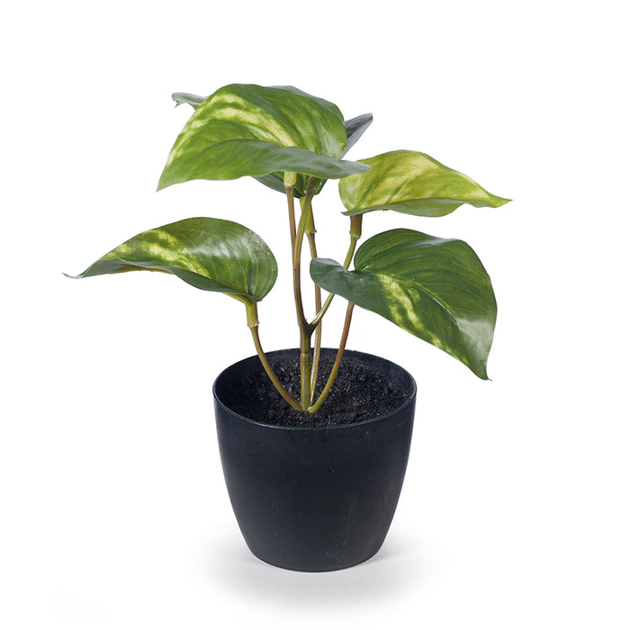 Pothos in Pot Variegated 15cm Pack of 12