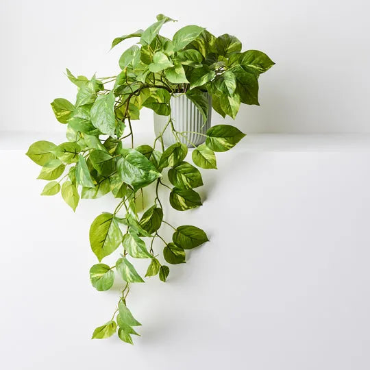 Pothos in Pot Variegated Hanging 70cm Pack of 6