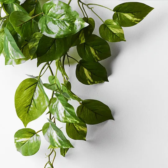Pothos in Pot Variegated Hanging 70cm Pack of 6