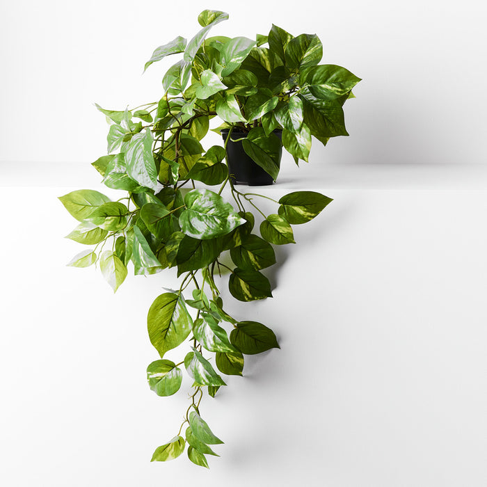Pothos in Pot Variegated Hanging 70cm Pack of 6