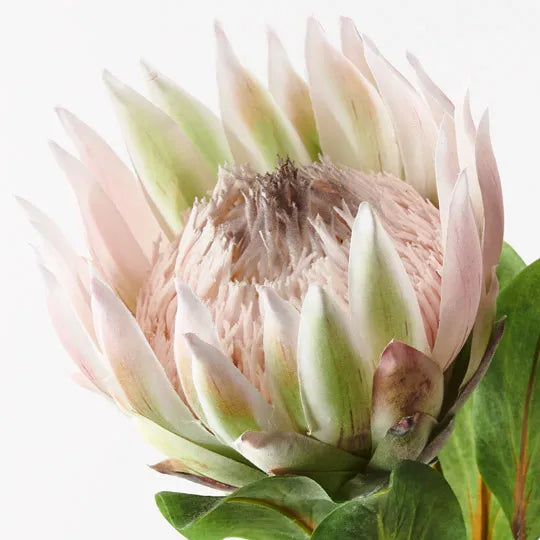 Protea King Light Pink 73cm - Pack of 12