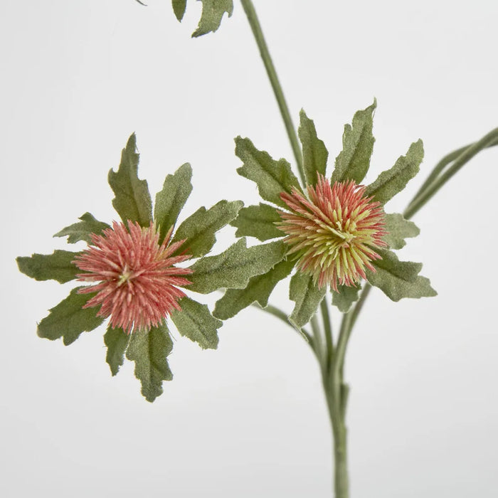 Red Green Thistle Spray 62cm Pack of 24