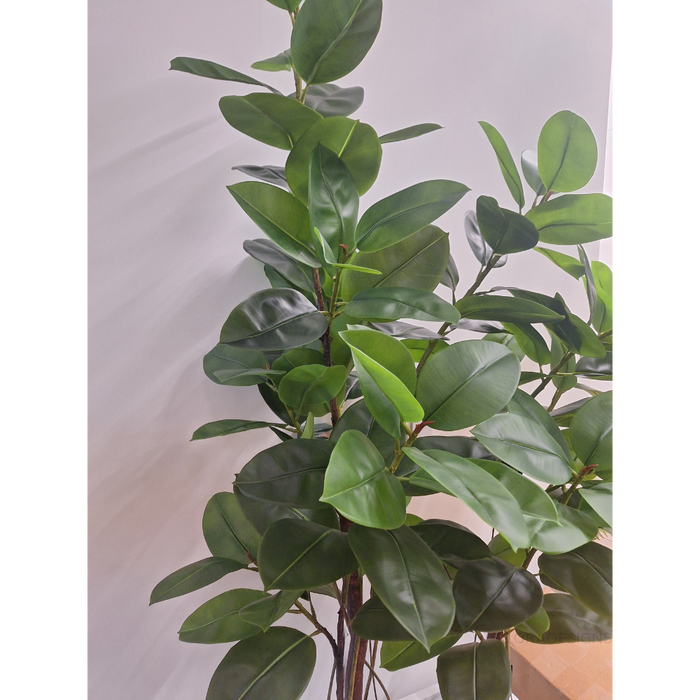Rubber Tree Green 210cm - Pack of 2