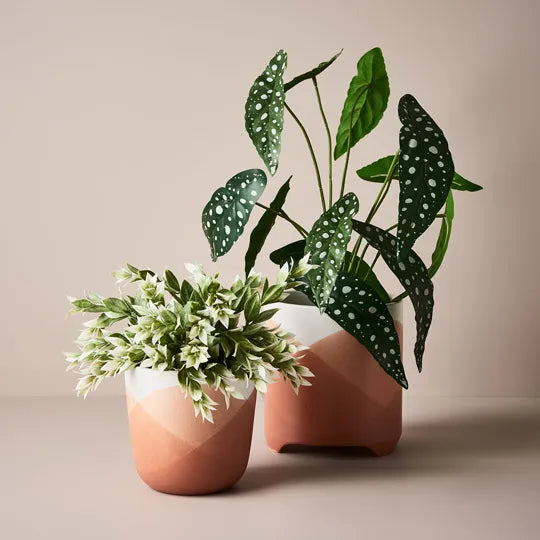 Ruscus Bush Grey White 40cm Pack of 12
