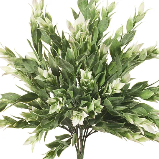 Ruscus Bush Grey White 40cm Pack of 12
