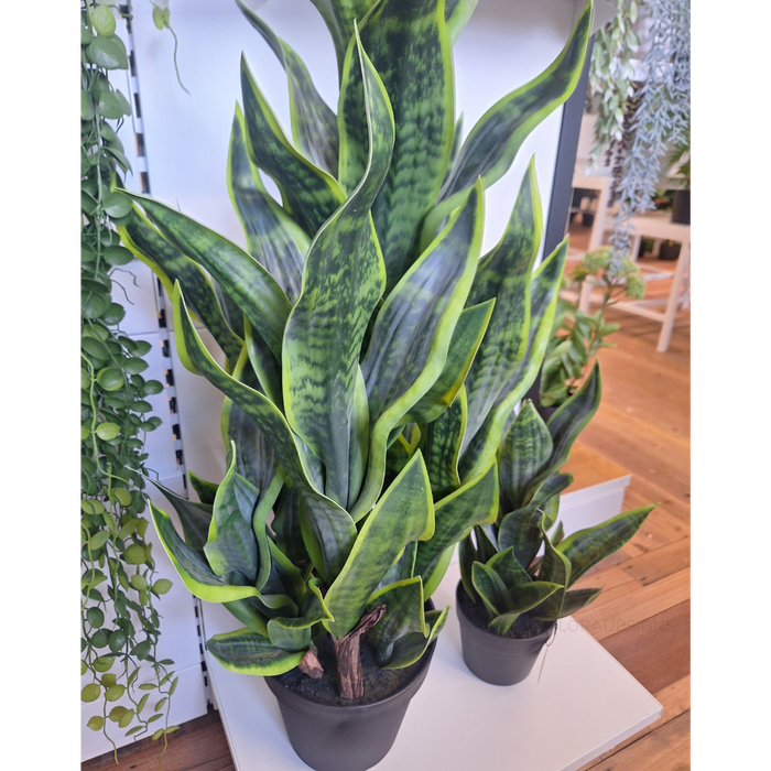 Sansevieria Plant Green 81cm Pack of 2