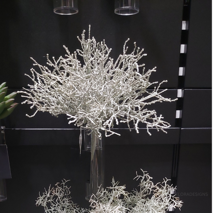 Santolina Bush Grey 21cm - Pack of 12