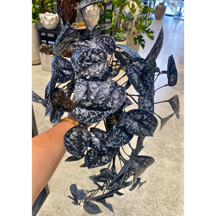 Scindapsus Hanging Bush Black 63cm Pack of 6