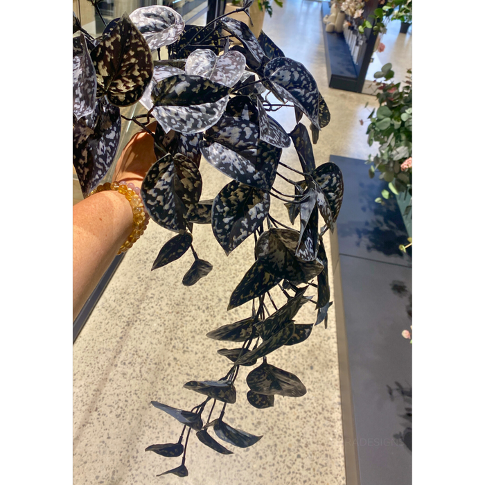 Scindapsus Hanging Bush Black 63cm Pack of 6