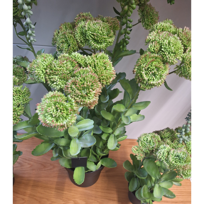 Sedum Plant Green Pink 48cm