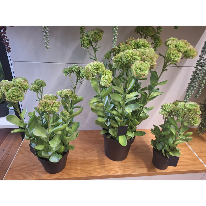 Sedum Plant Green Pink 78cm