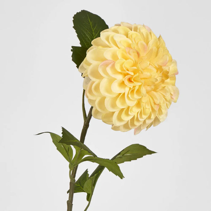 Single Ball Dahlia 74cm Yellow Pack of 12