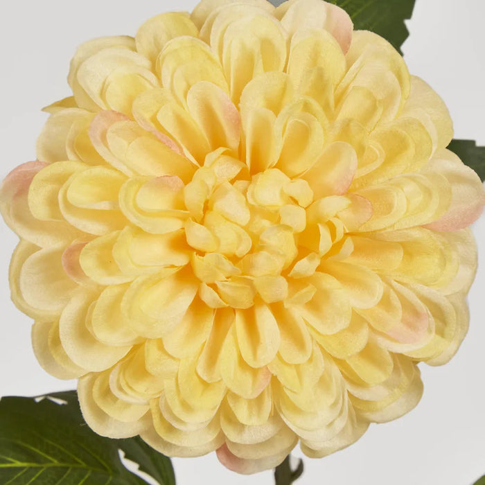 Single Ball Dahlia 74cm Yellow Pack of 12