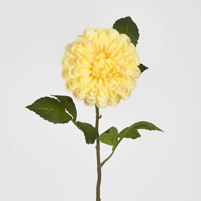 Single Ball Dahlia 74cm Yellow Pack of 12