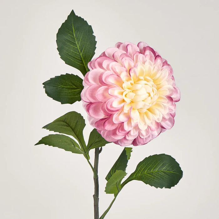 Single Ball Dahlia 74cm Yellow Pink Pack of 12