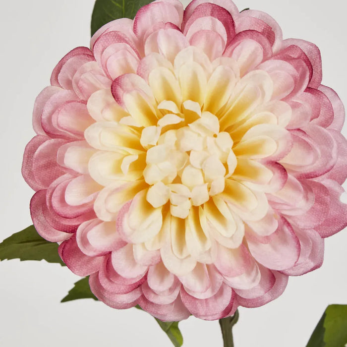 Single Ball Dahlia 74cm Yellow Pink Pack of 12
