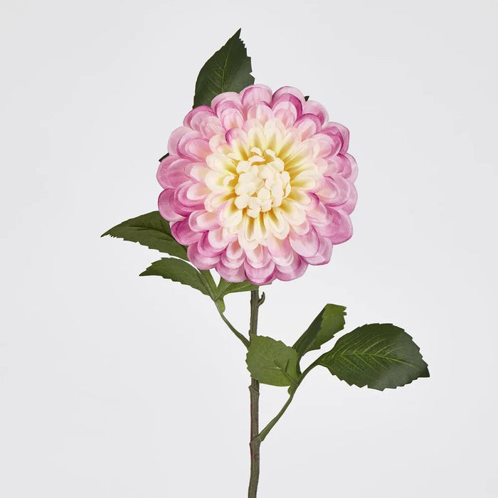 Single Ball Dahlia 74cm Yellow Pink Pack of 12