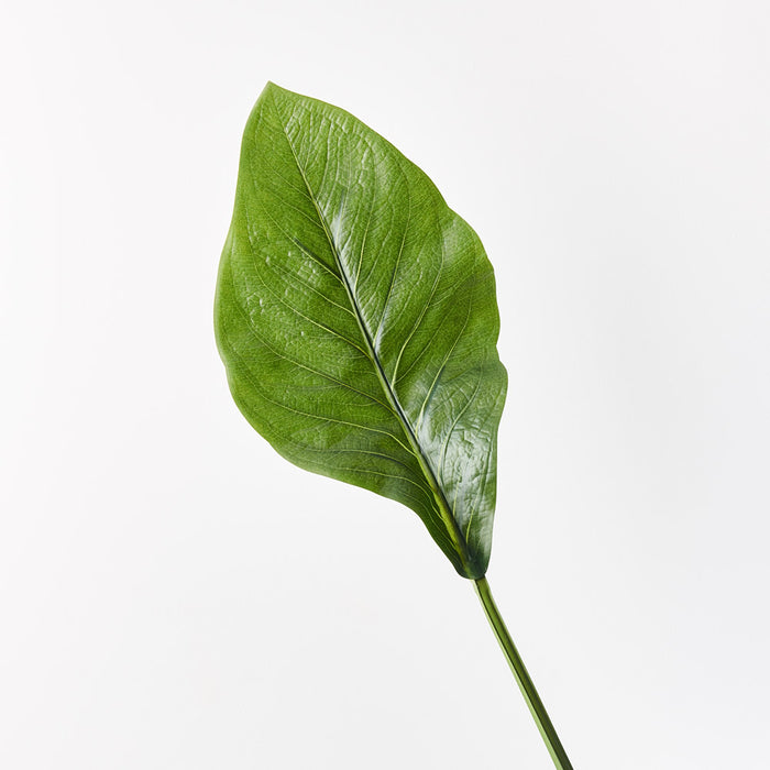 Spathiphyllum Leaf Green 80cm Pack of 12
