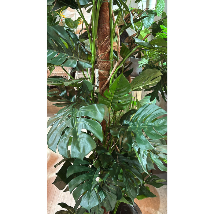 Split-Leaf Philodendron 190cm