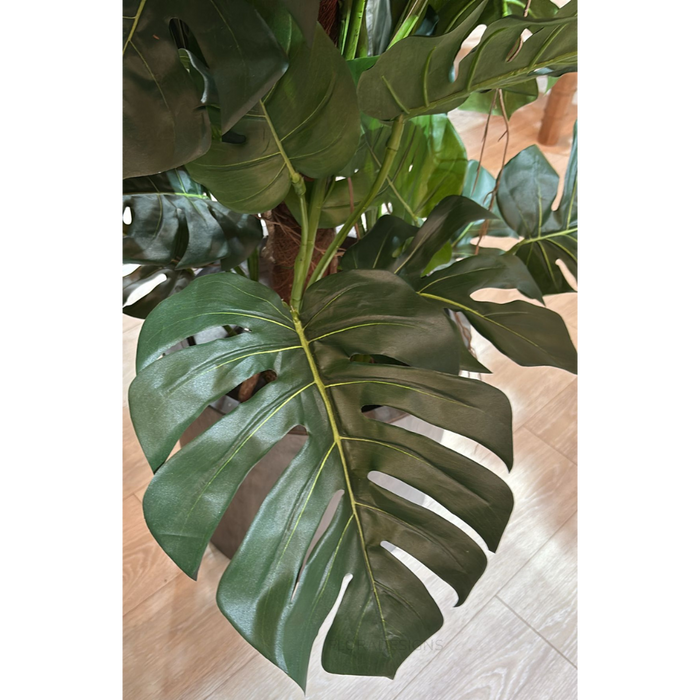 Split-Leaf Philodendron 190cm