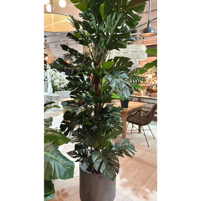 Split-Leaf Philodendron 190cm
