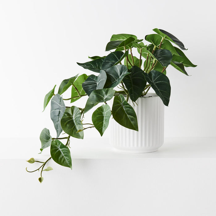 Syngonium Hanging Bush in Pot Green 29cm Pack of 4