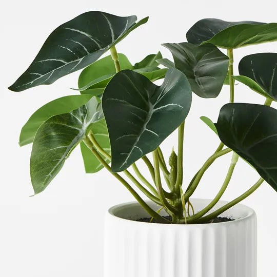 Syngonium Plant in Pot Green 24cm Pack of 6