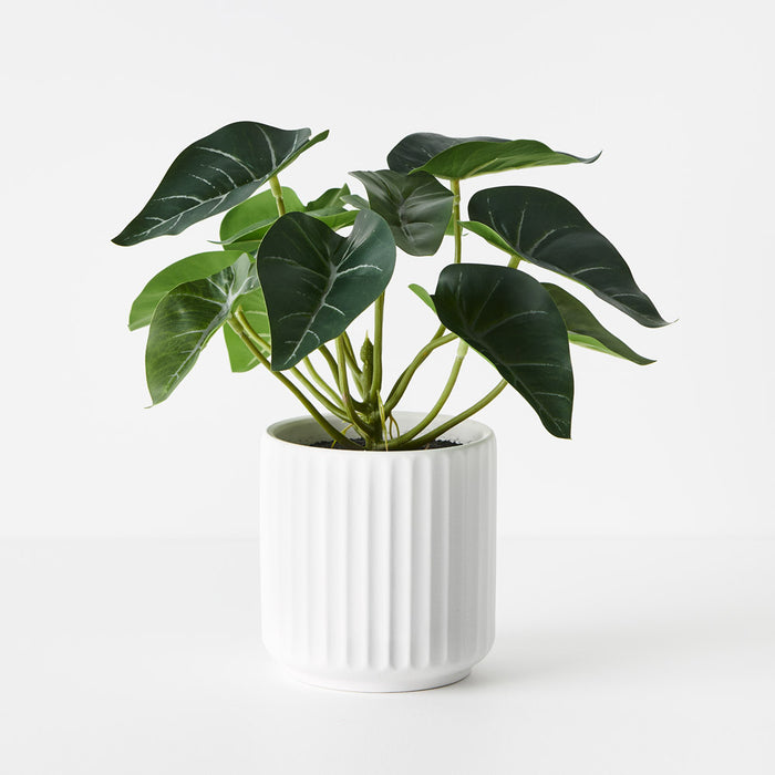 Syngonium Plant in Pot Green 24cm Pack of 6