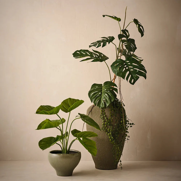Taro Plant Green 60cm Pack of 2