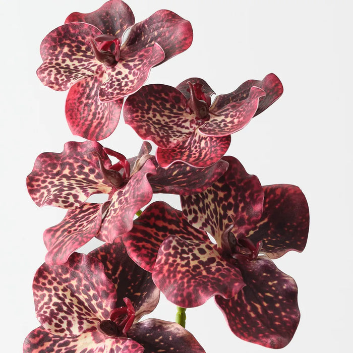 Vanda Orchid 66cm Burgundy Red- Pack of 12