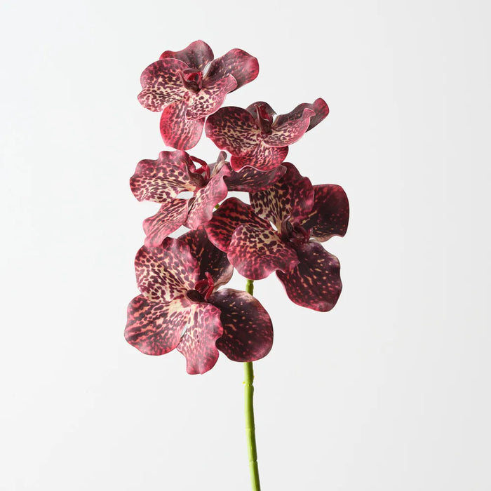Vanda Orchid 66cm Burgundy Red- Pack of 12