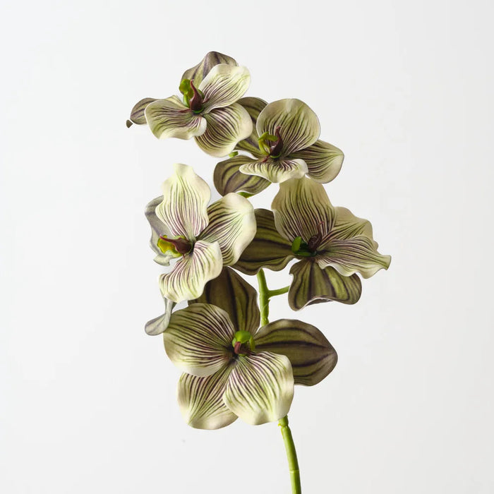 Vanda Orchid 66cm Green Eggplant- Pack of 12