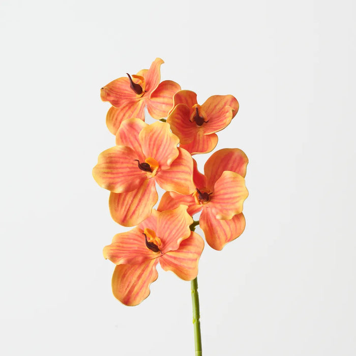 Vanda Orchid 66cm Orange - Pack of 12