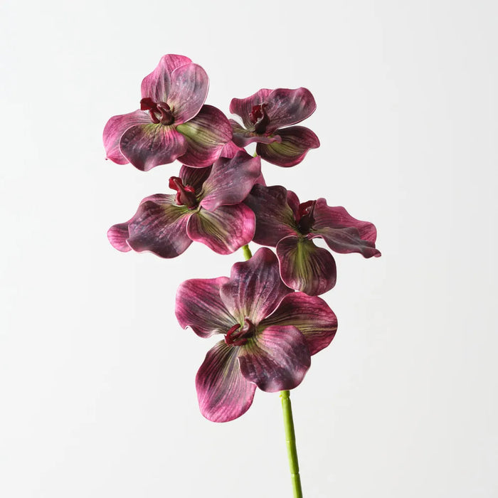 Vanda Orchid 66cm Purple - Pack of 12