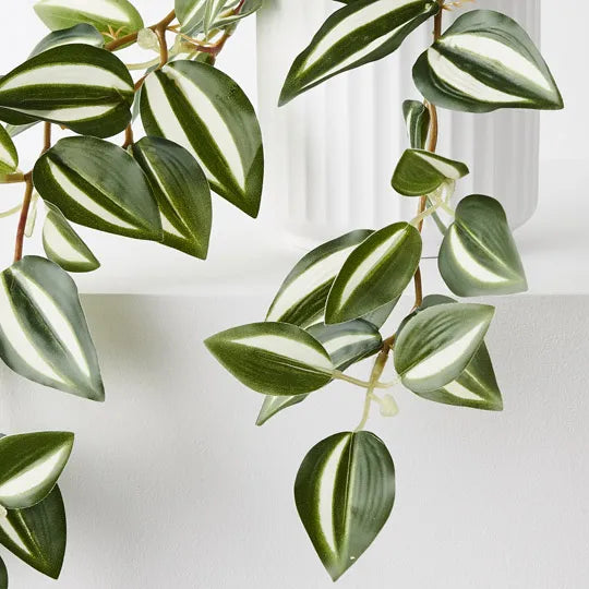 Wandering Jew Hanging Bush in Pot Green White 25cm Pack of 4