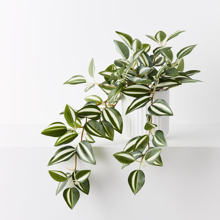 Wandering Jew Hanging Bush in Pot Green White 25cm Pack of 4