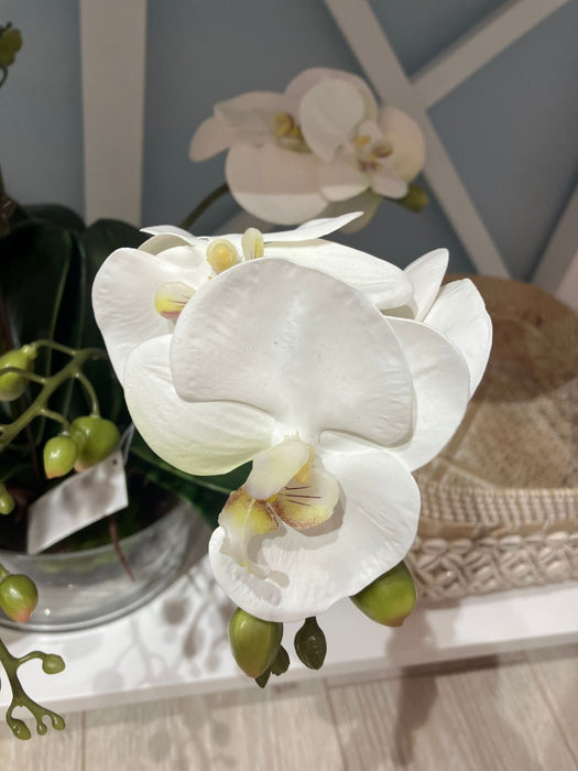 White Phalaenopsis Orchid In Glass Pot 44cm