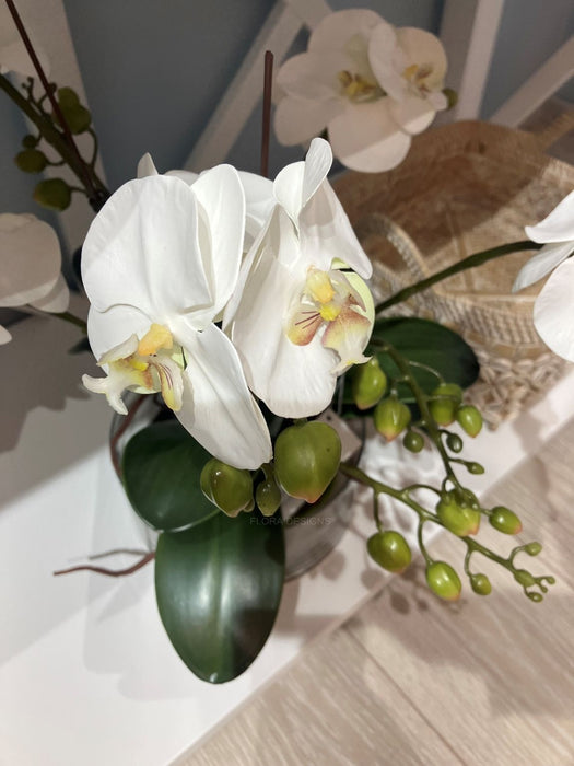 White Phalaenopsis Orchid In Glass Pot 44cm