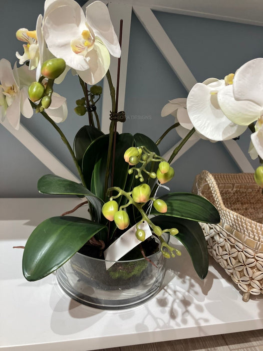 White Phalaenopsis Orchid In Glass Pot 44cm